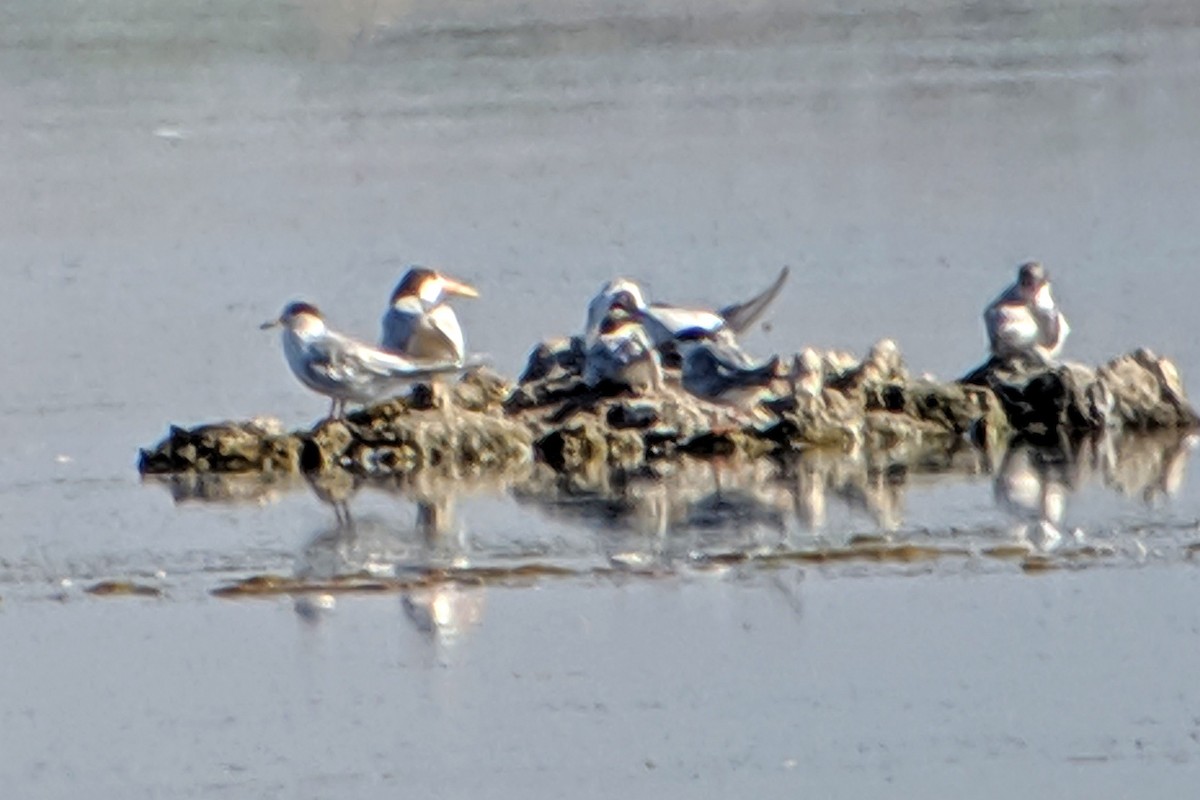 Elegant Tern - ML172475451