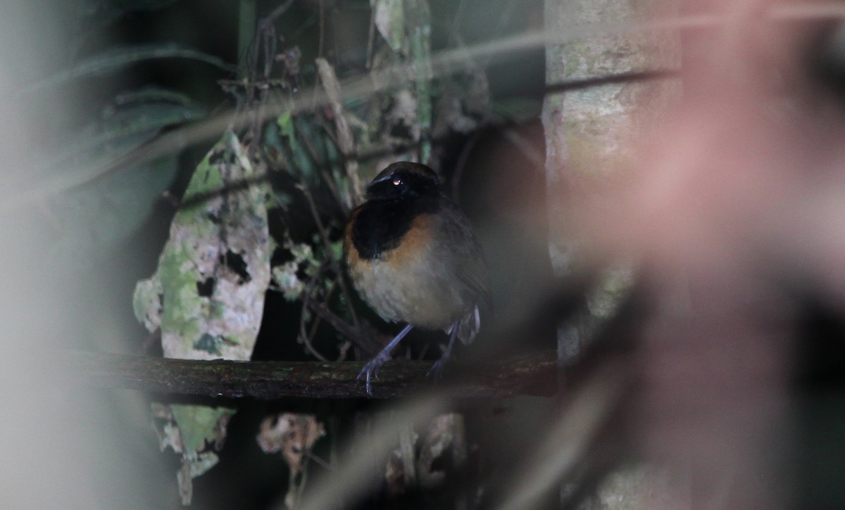 Black-breasted Gnateater - ML172476521