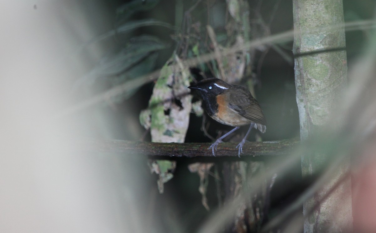 Black-breasted Gnateater - ML172476531