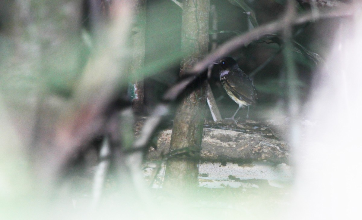 Alta Floresta Antpitta - ML172476941