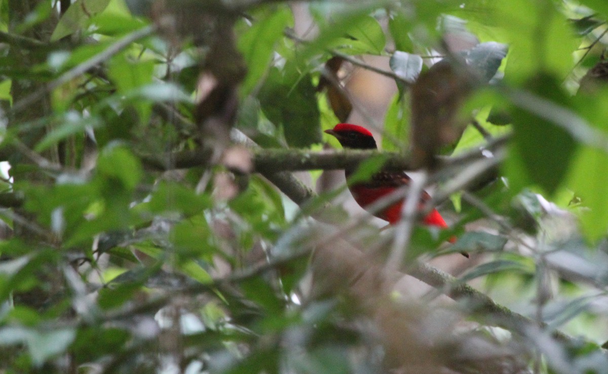 Guianan Red-Cotinga - ML172476991