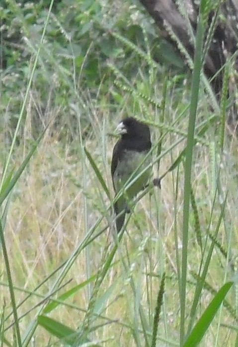 Yellow-bellied Seedeater - ML172477401
