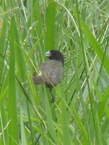 Yellow-bellied Seedeater - ML172477431