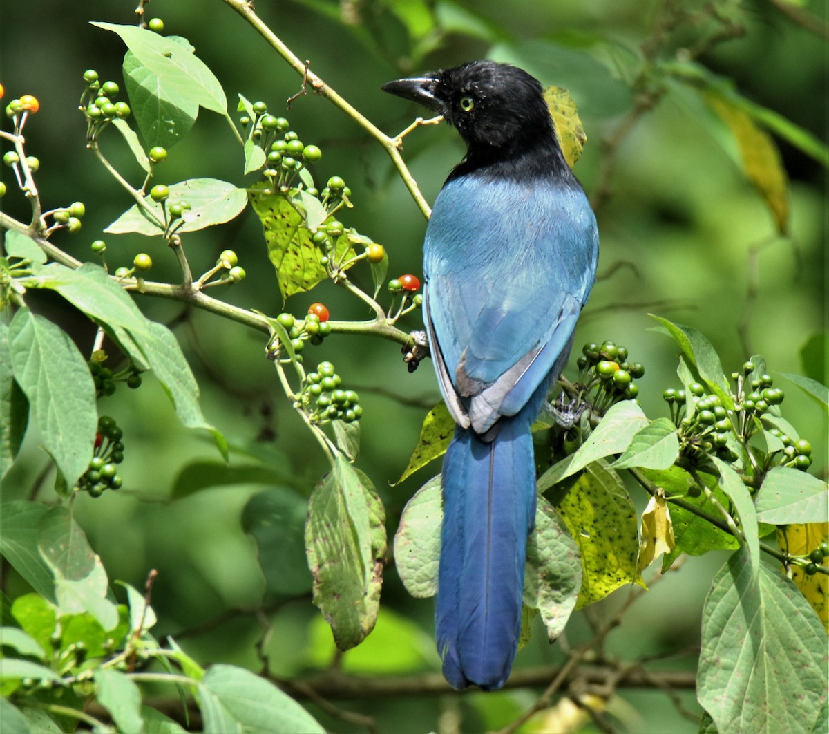 Bushy-crested Jay - ML172478741