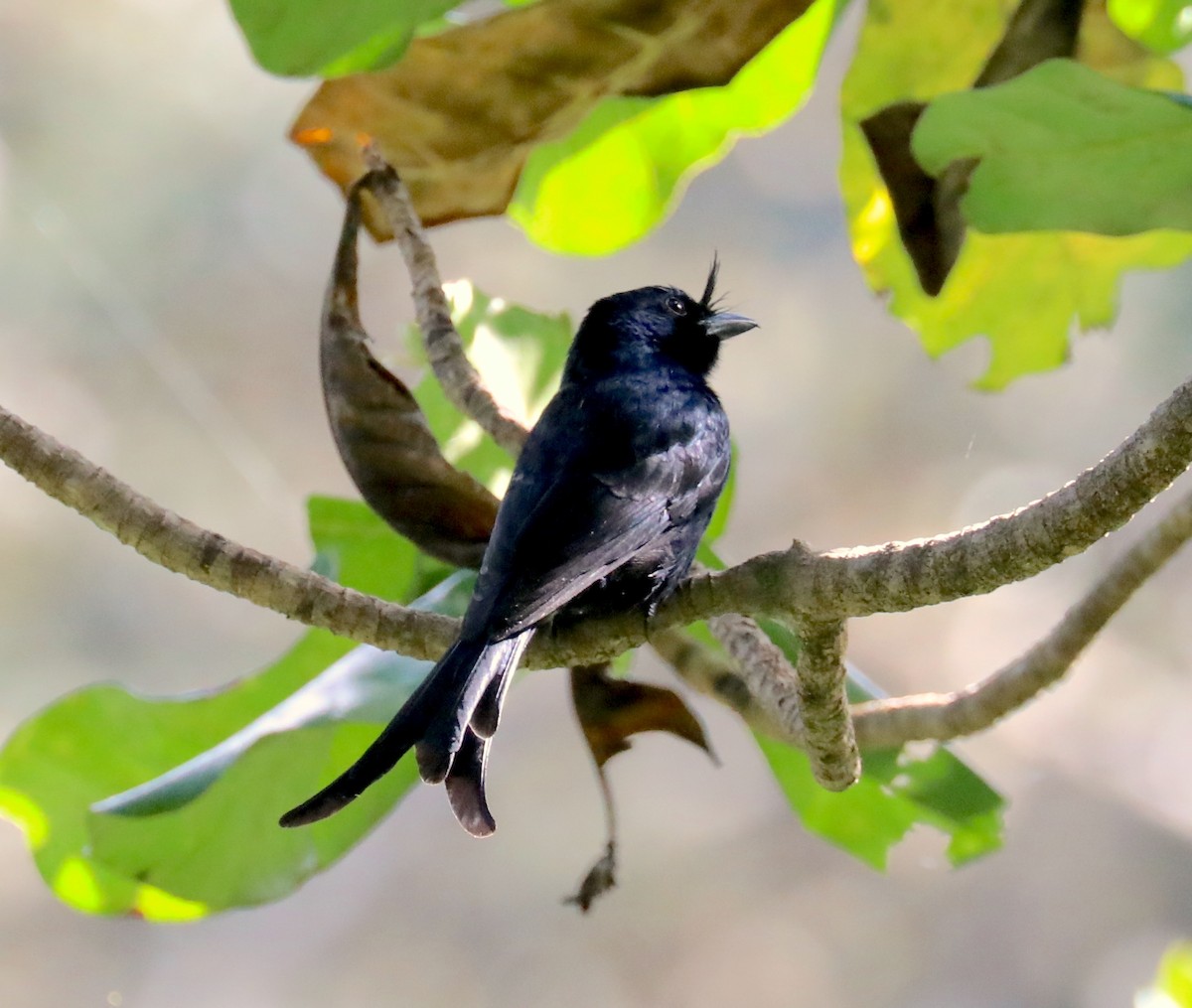 Sorguçlu Drongo - ML172479741