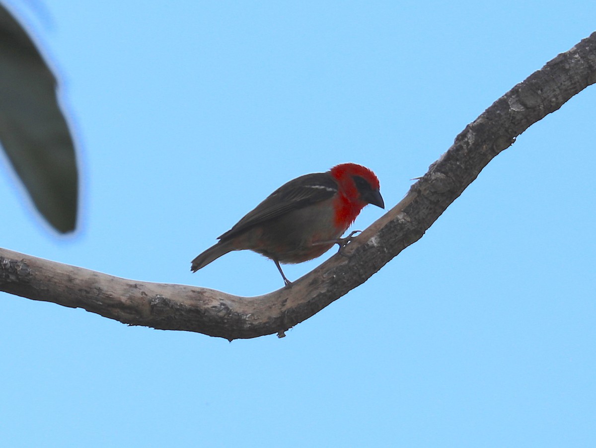 Red-headed Fody - ML172480161