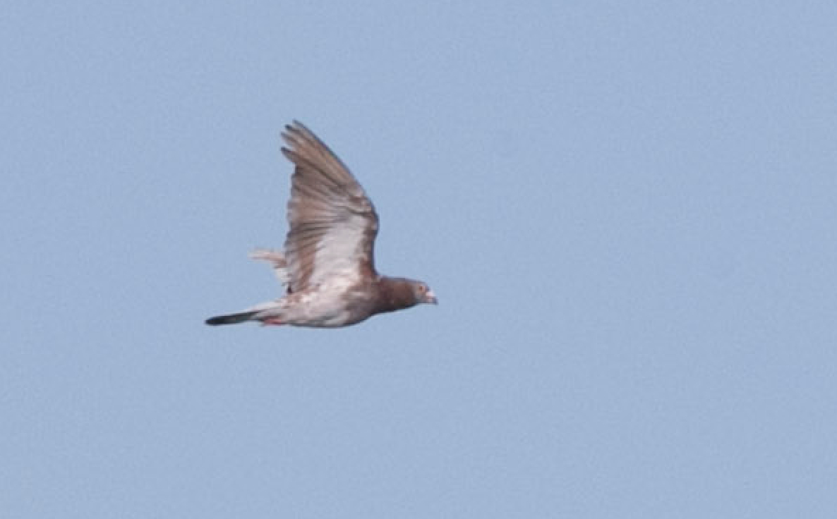 Rock Pigeon (Feral Pigeon) - ML172481141