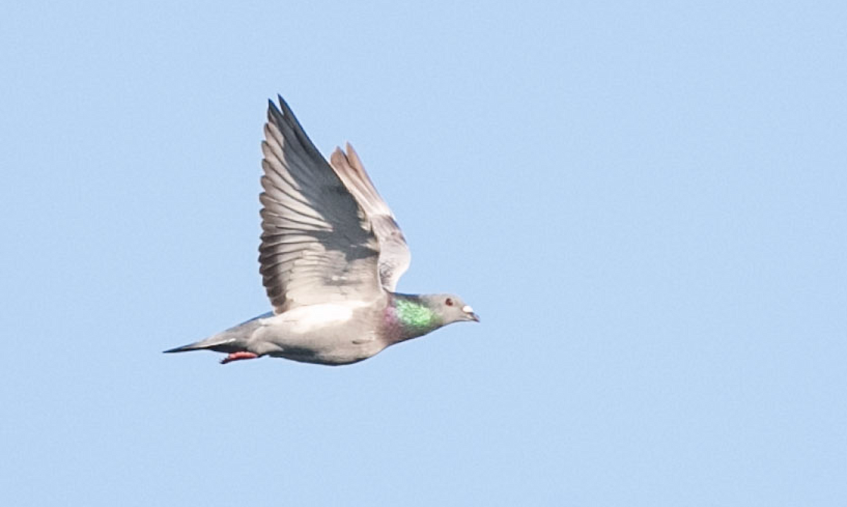 Rock Pigeon (Feral Pigeon) - ML172481161
