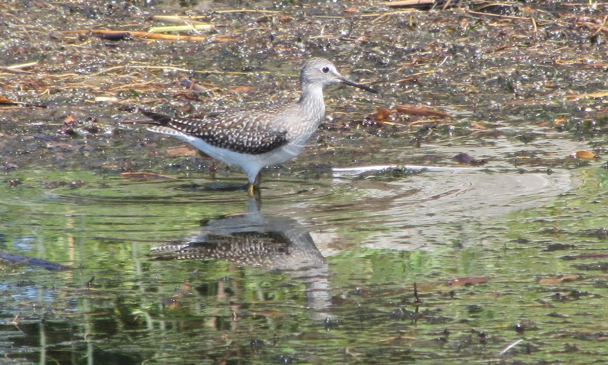 Lesser Yellowlegs - ML172481471