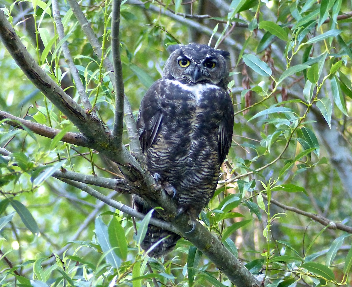 Great Horned Owl - ML172482401