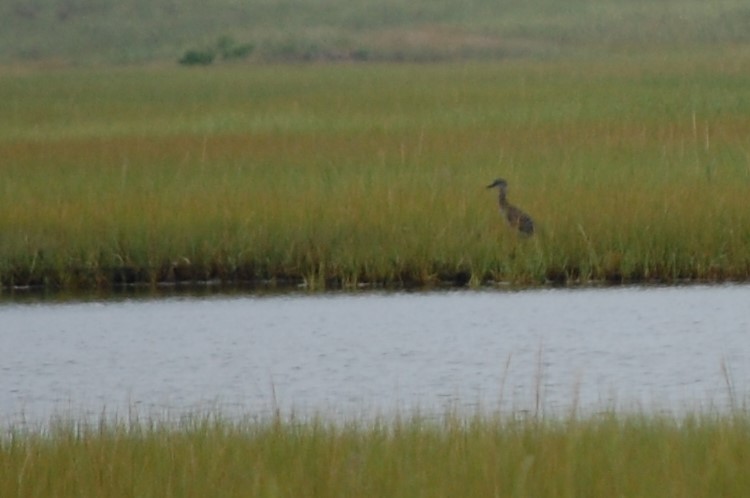 Black-crowned Night Heron - ML172483161