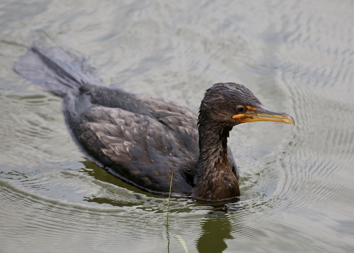 Double-crested Cormorant - Alan Kneidel