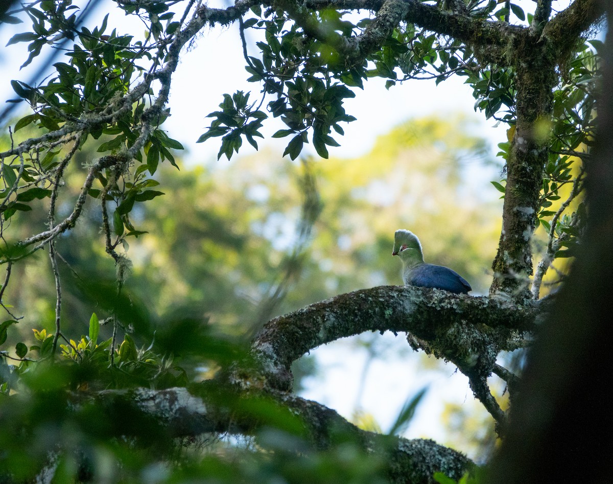 Knysna Turaco (Northern) - ML172483541