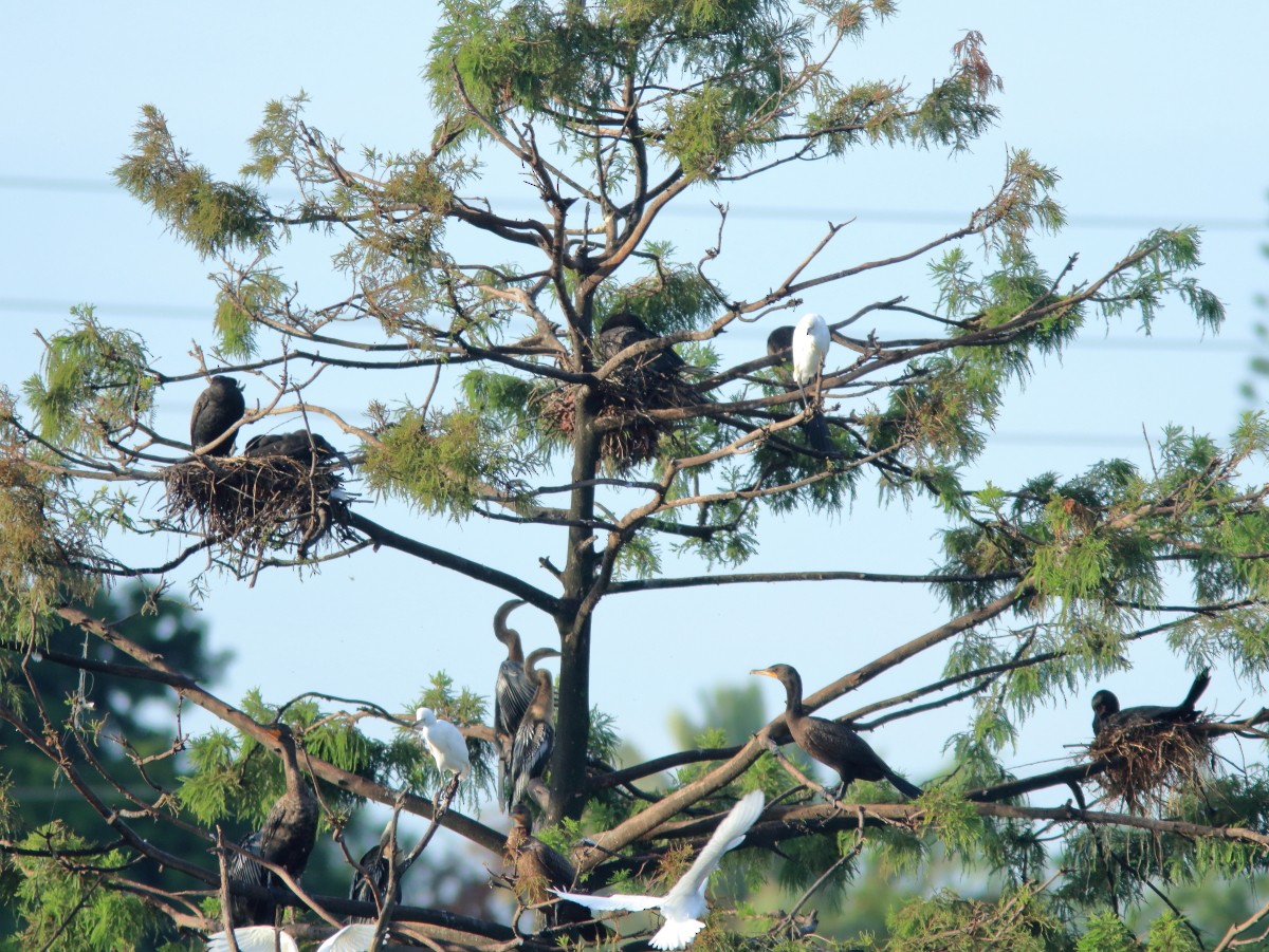 Double-crested Cormorant - ML172485261