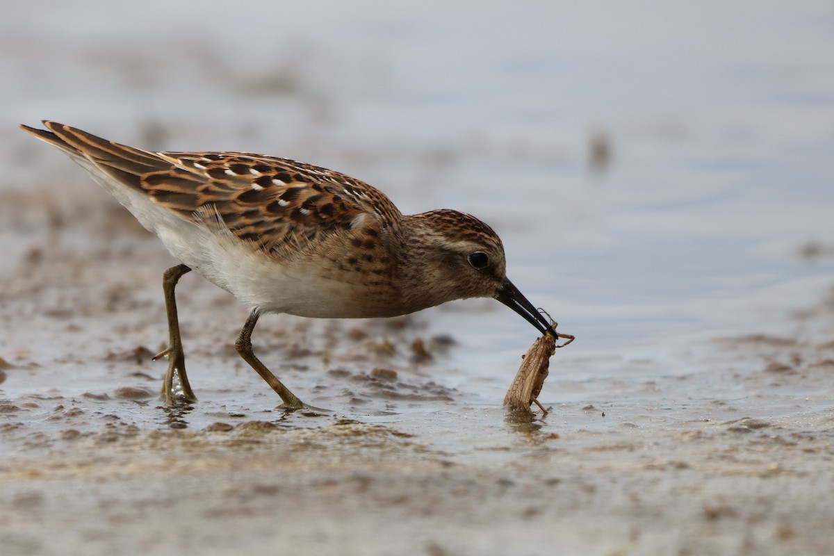 Least Sandpiper - ML172485721