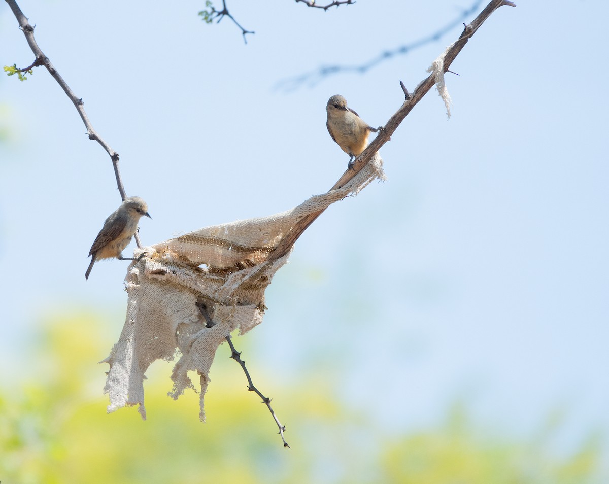 African Penduline-Tit - Simon Gorta