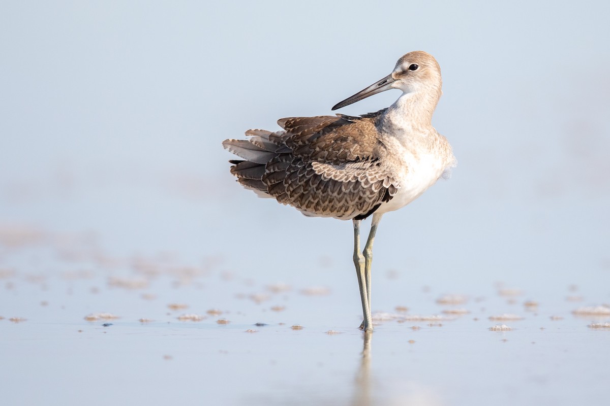 Willet - Brad Imhoff