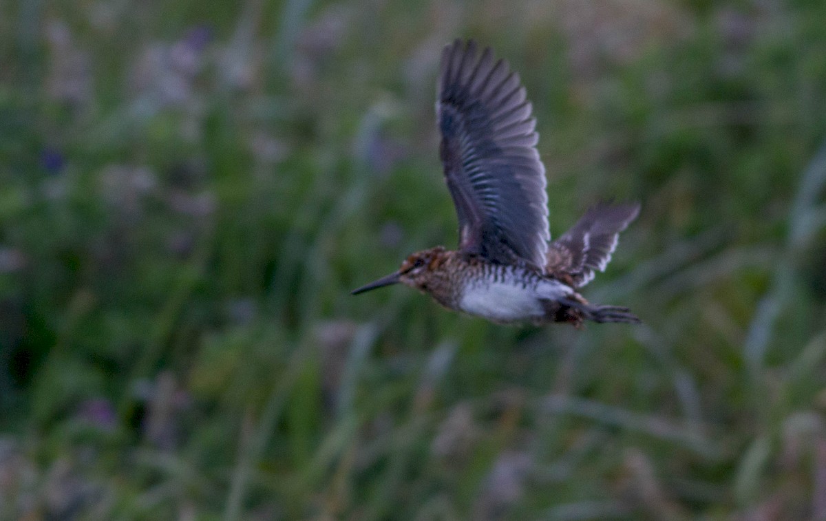 snipe sp. - ML172489901