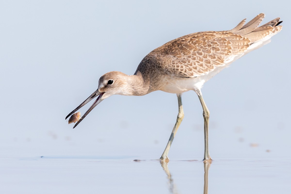 Willet - Brad Imhoff