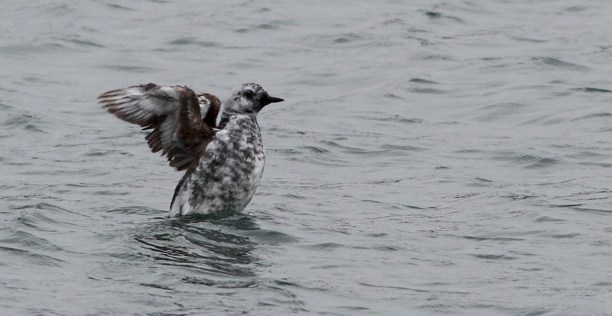 Black/Pigeon Guillemot - ML172490331