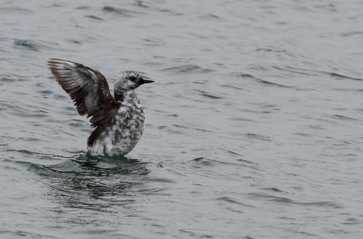 Black/Pigeon Guillemot - ML172490341