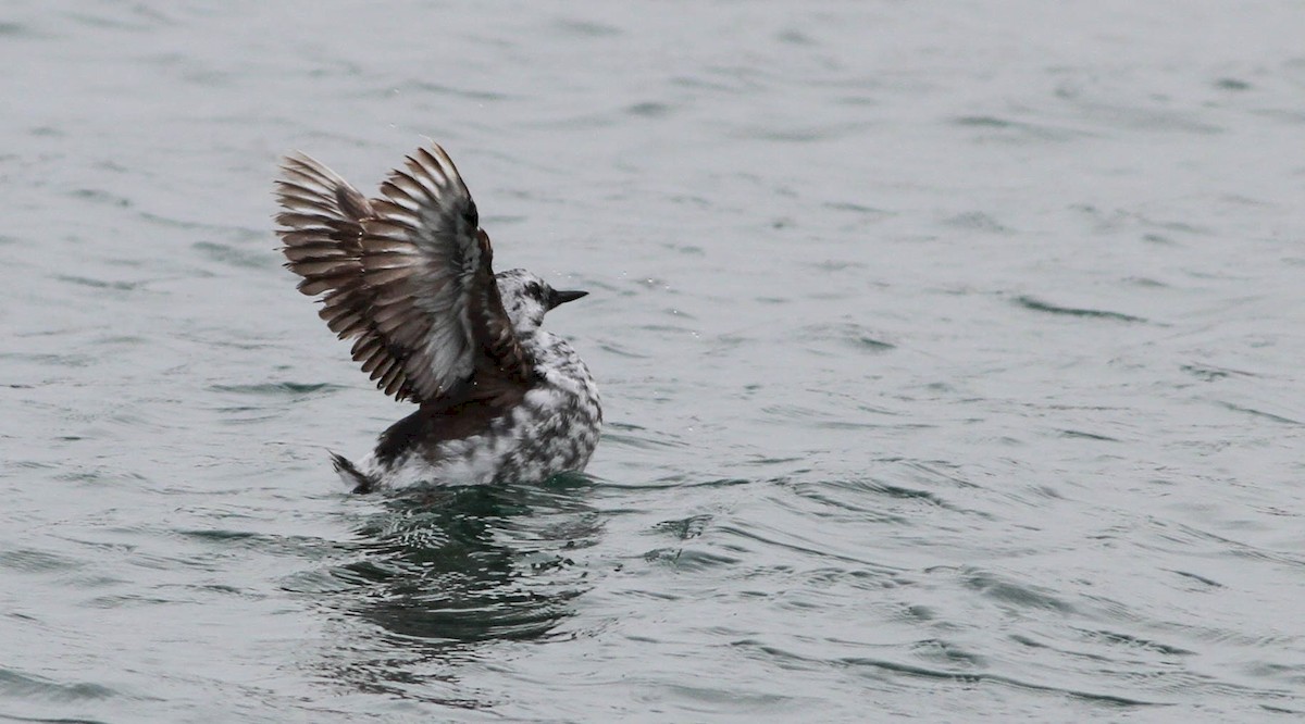 Black/Pigeon Guillemot - Doug Gochfeld