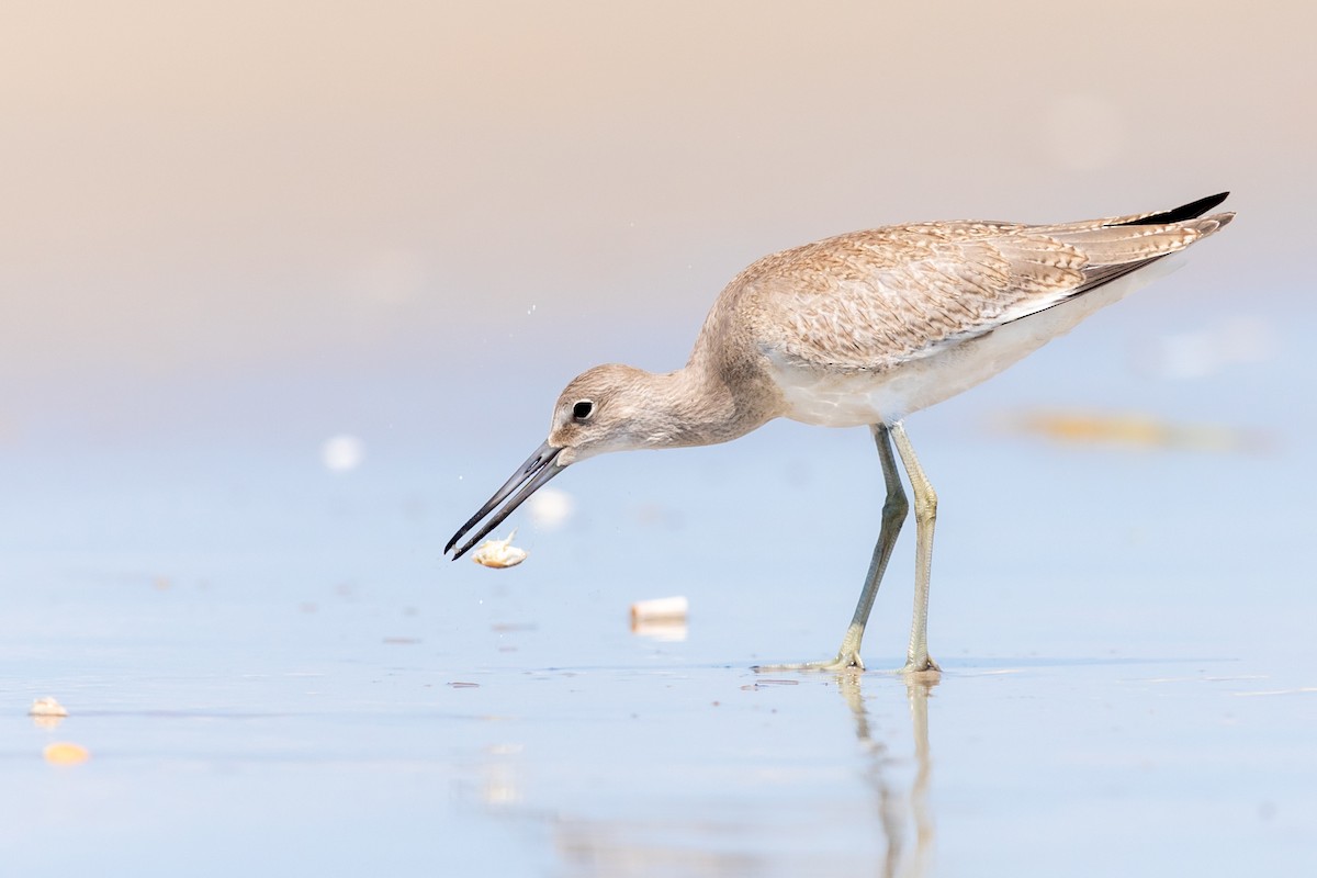 Willet - Brad Imhoff