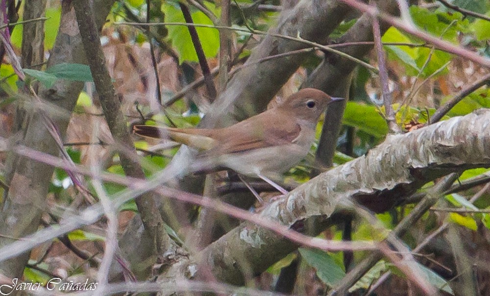 Common Nightingale - Javier Cañadas