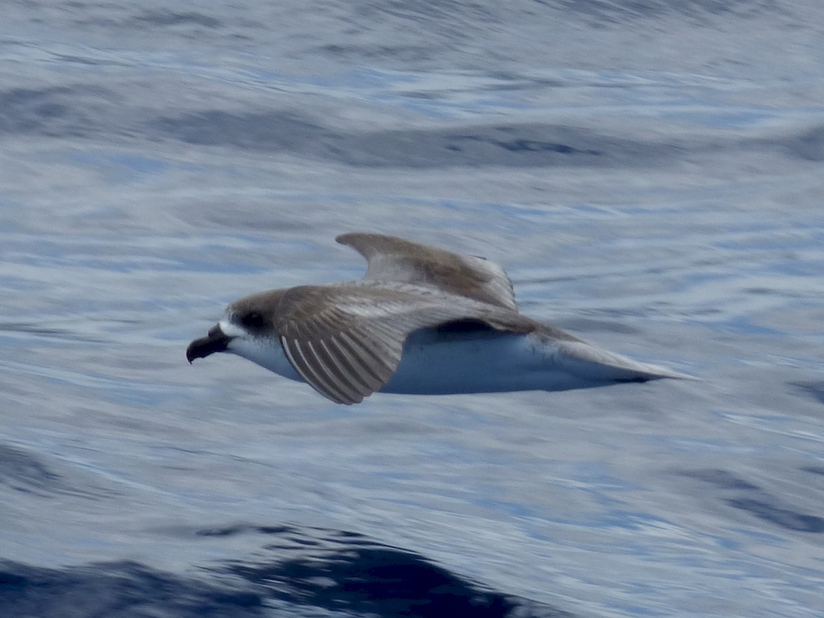 Fea's Petrel - Barry Reed