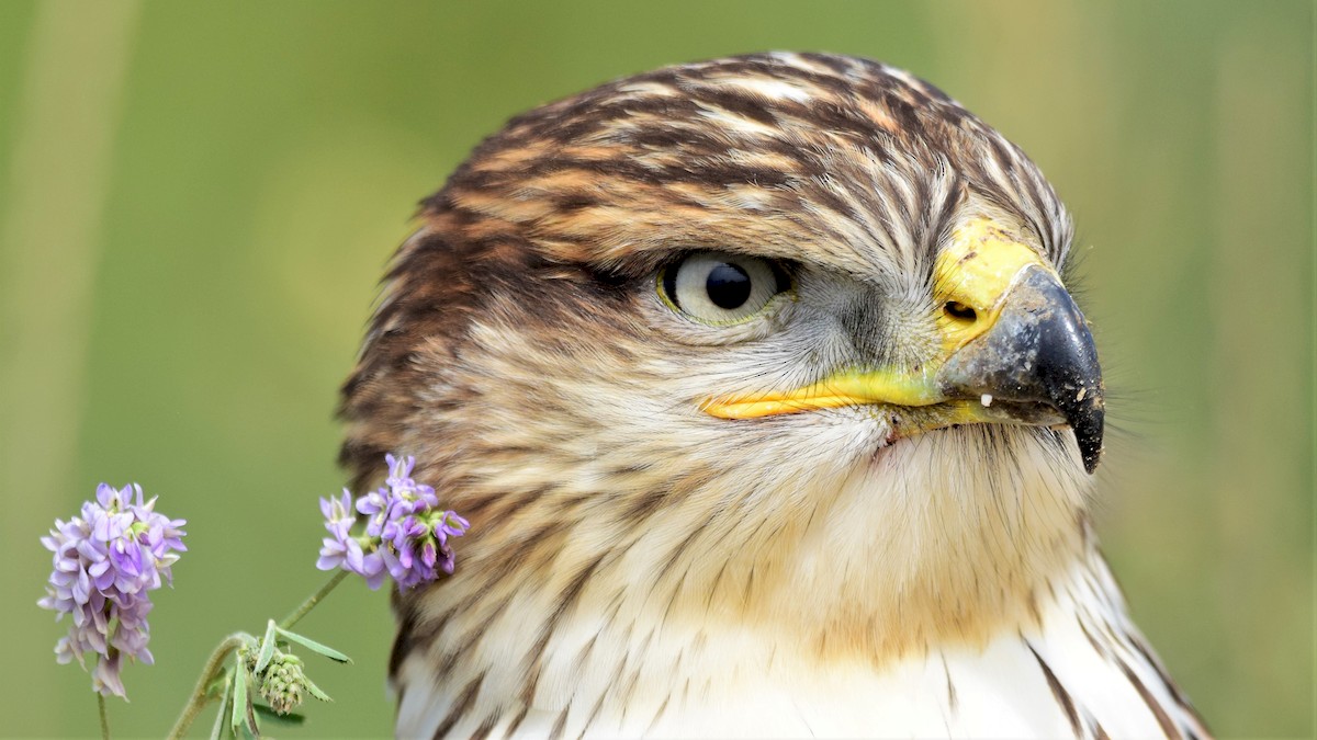 Königsbussard - ML172494351