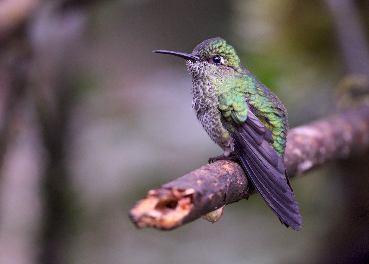 Many-spotted Hummingbird - ML172494681