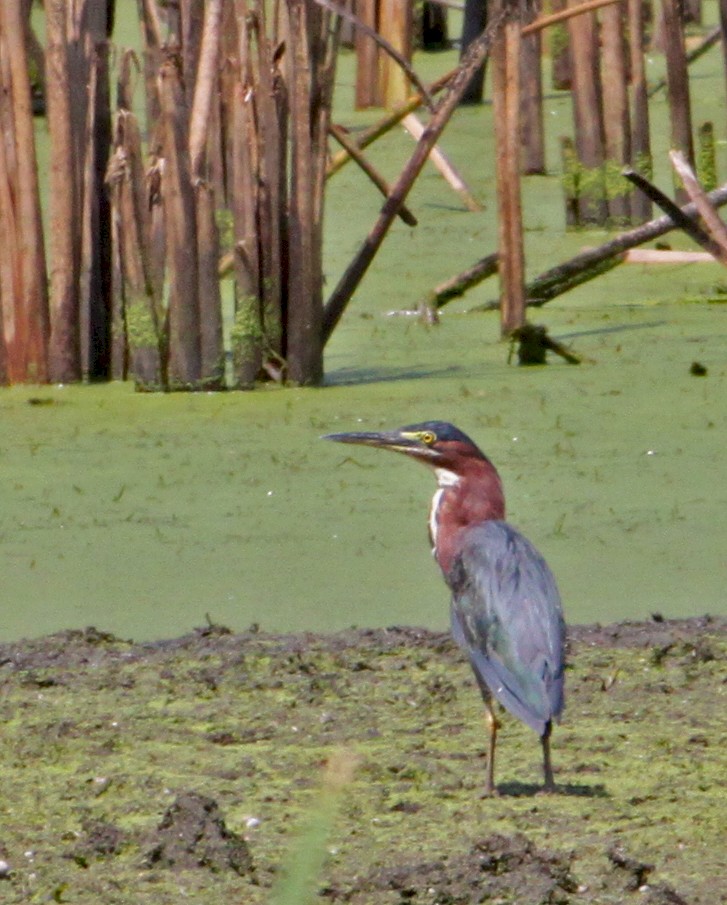 Green Heron - ML172496341