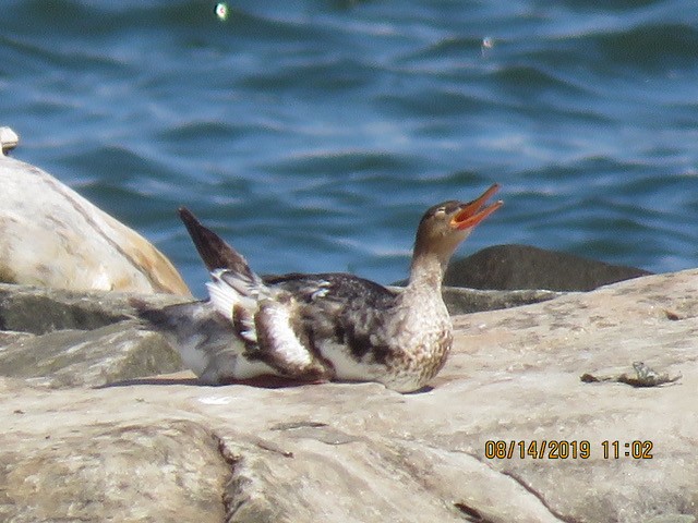 Red-breasted Merganser - ML172499651