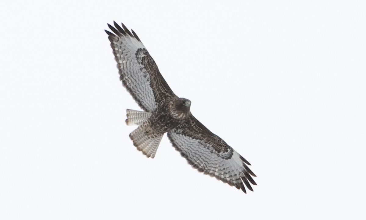 Red-tailed Hawk - Brian Sullivan