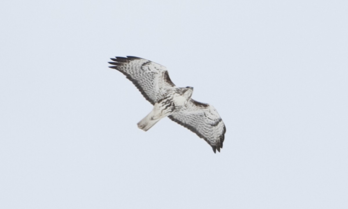 Red-tailed Hawk (Harlan's) - Brian Sullivan