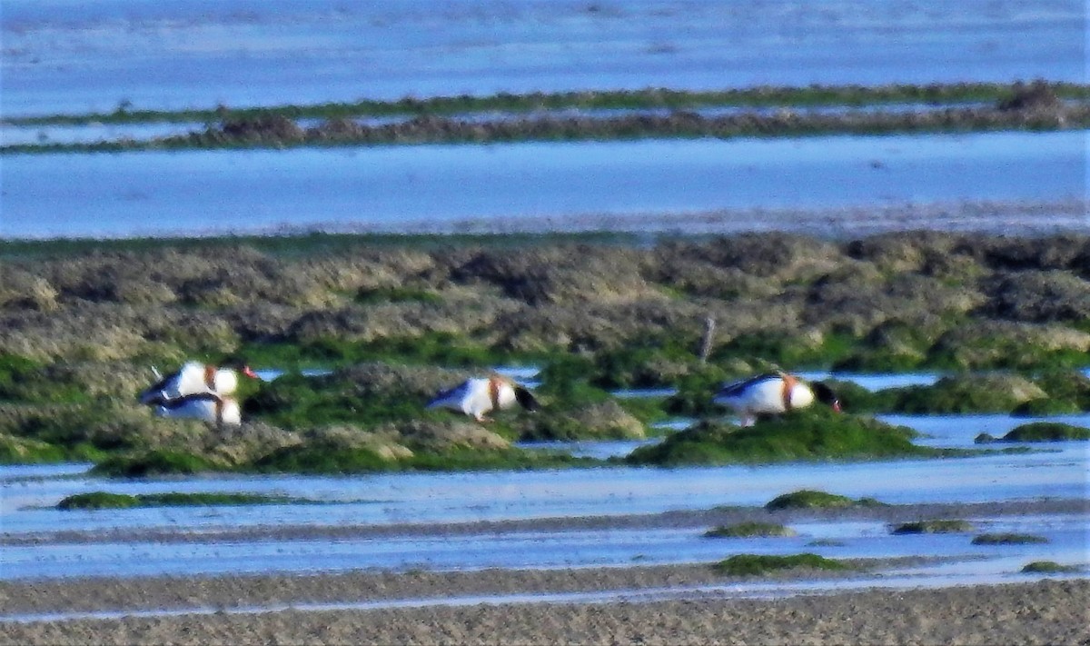 Common Shelduck - ML172502611