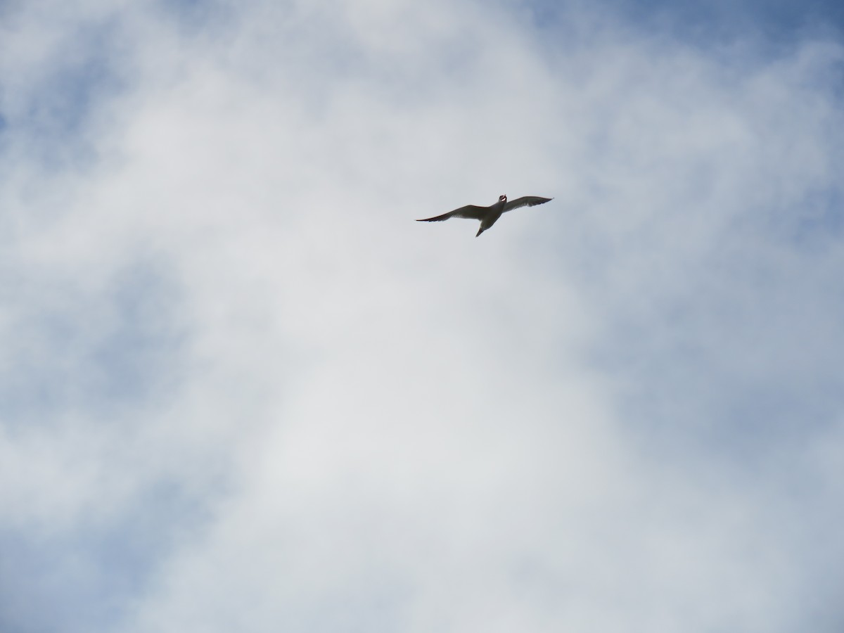 Caspian Tern - ML172502821