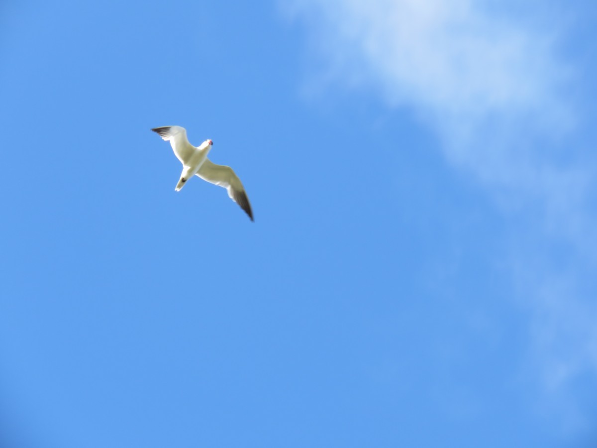 Caspian Tern - ML172502841