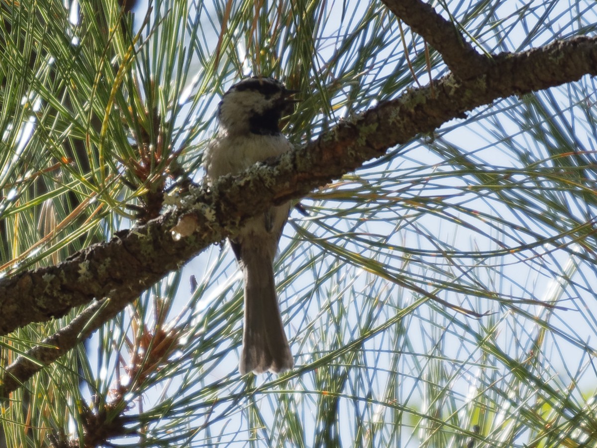 Mountain Chickadee - ML172505151