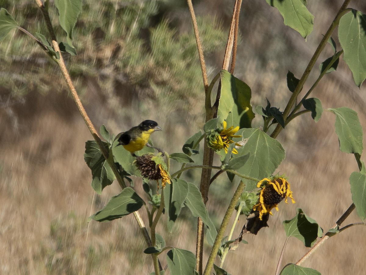 Lesser Goldfinch - ML172506511
