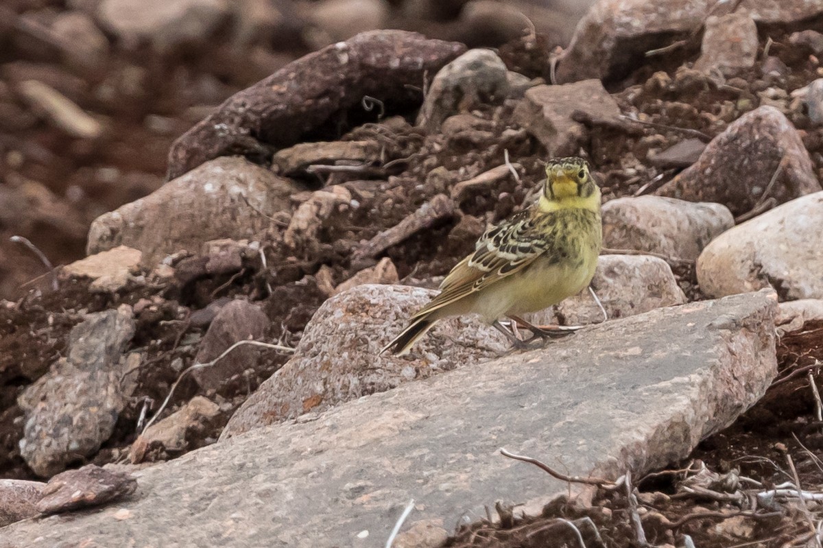 Horned Lark - ML172508471