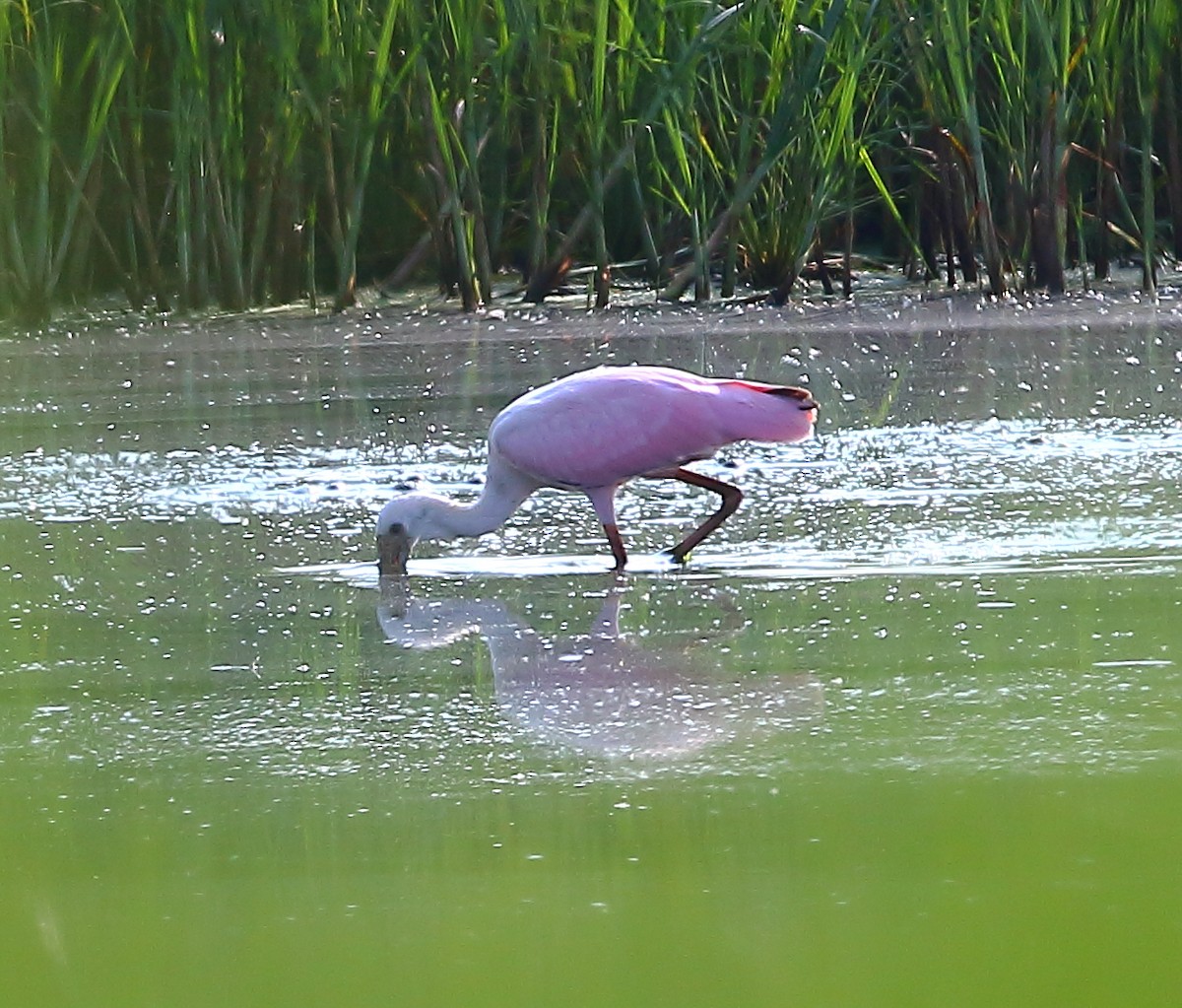 Roseate Spoonbill - ML172509131