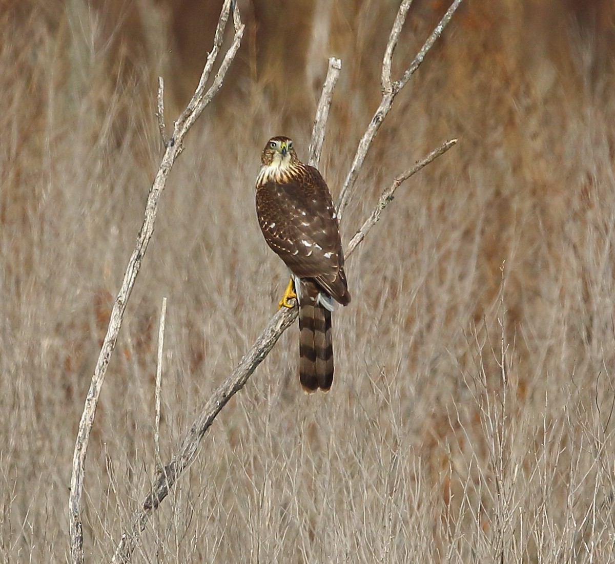 Cooper's Hawk - ML172509161