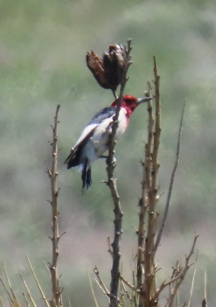 Red-headed Woodpecker - ML172510441