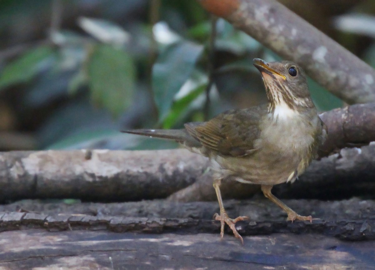 Blacksmith Thrush - ML172511591