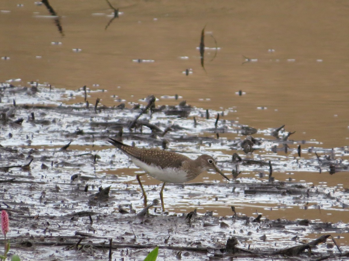 Solitary Sandpiper - ML172511681