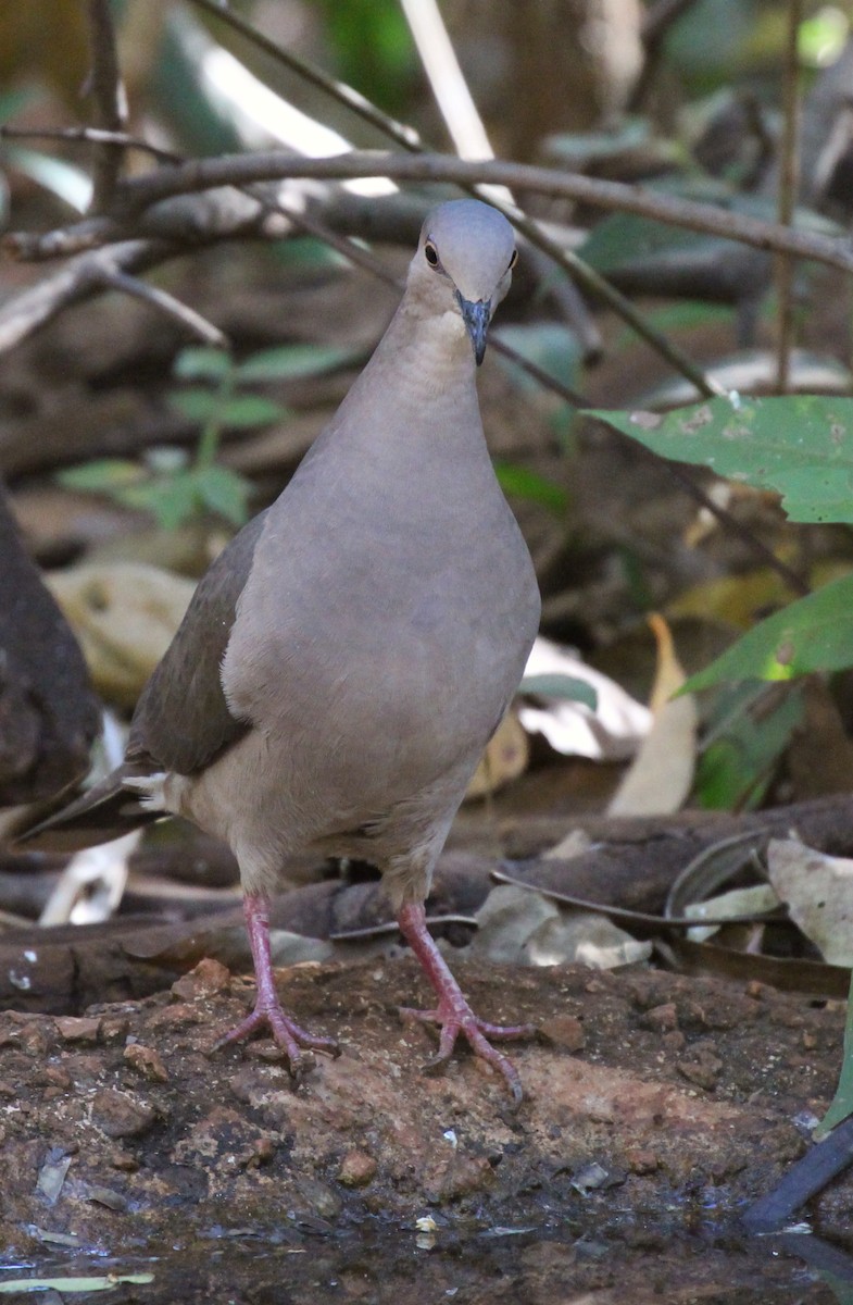 White-tipped Dove - ML172511691