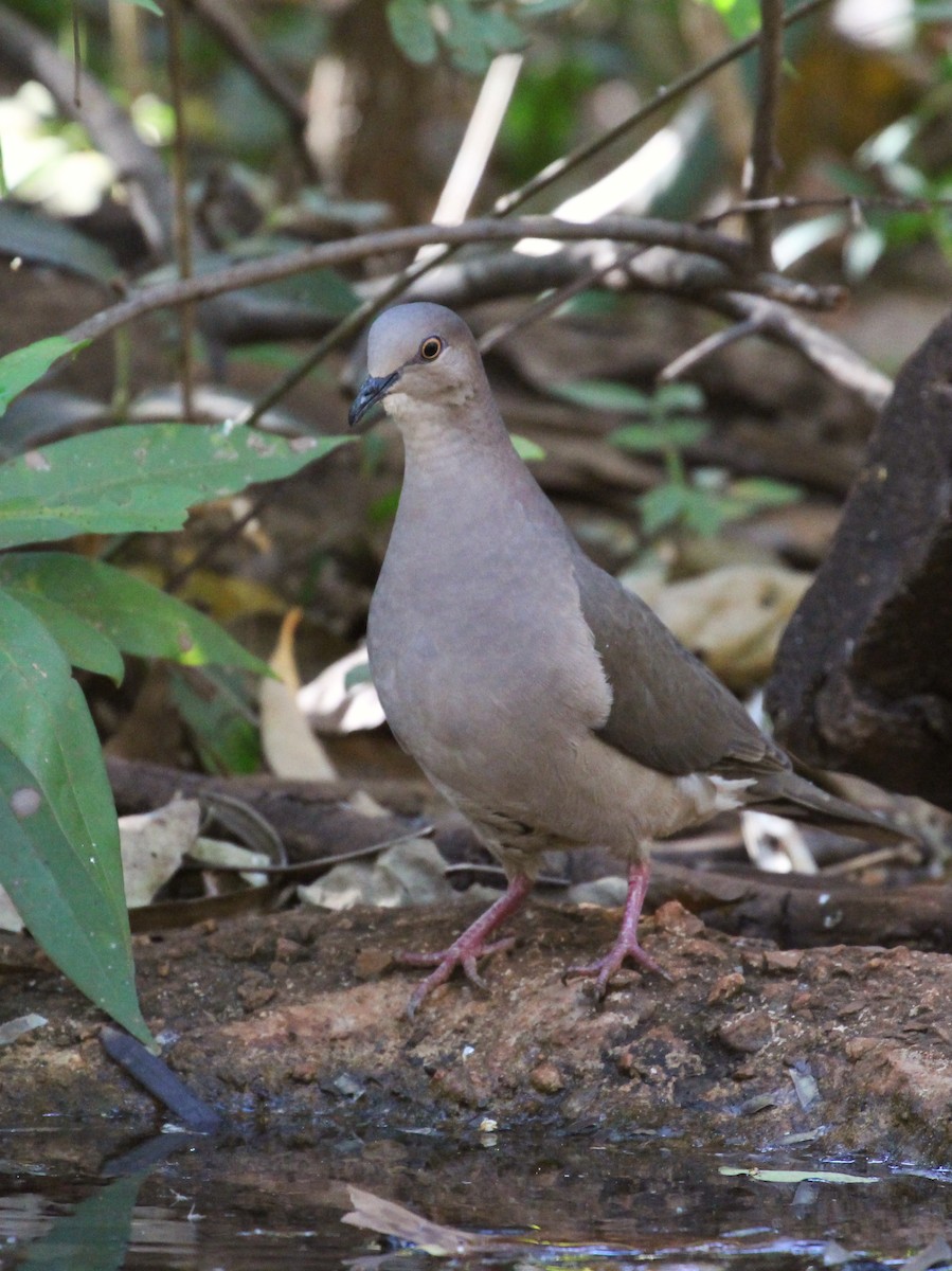 White-tipped Dove - Estevão Freitas Santos