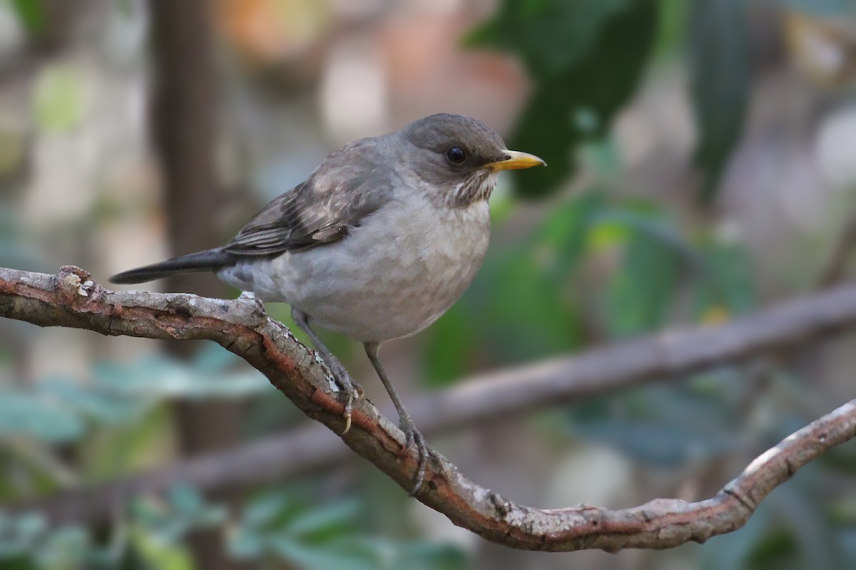 Creamy-bellied Thrush - ML172511711