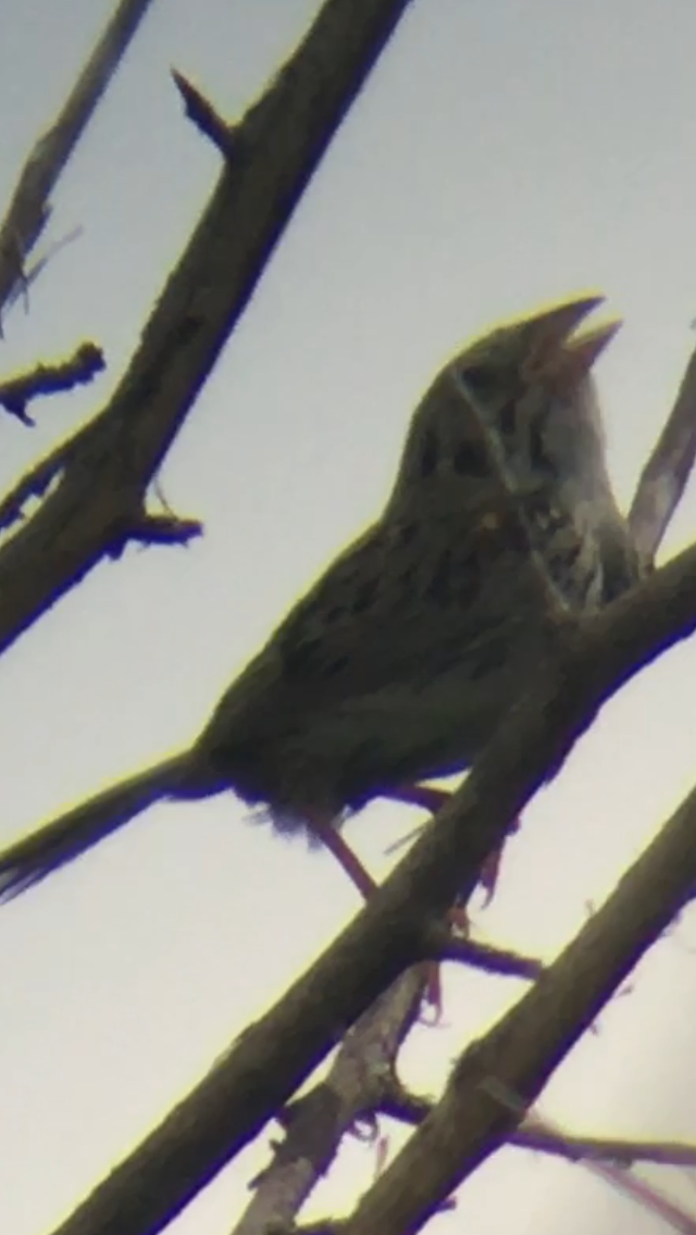 Henslow's Sparrow - ML172513921